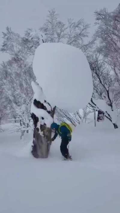 Skier fights a tree