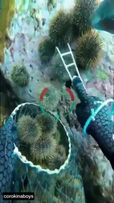 Made an edit from u/Come_to_brazil69's crosspost