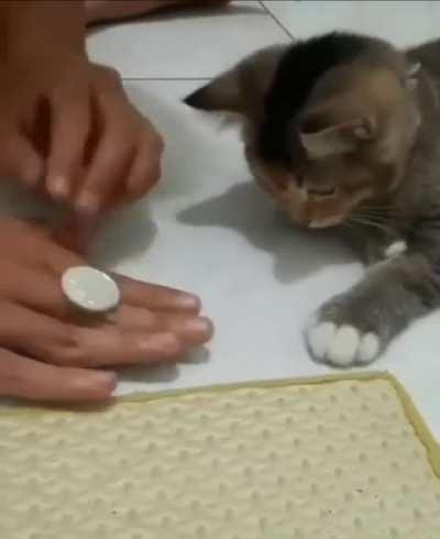 Kitty's a fast learner