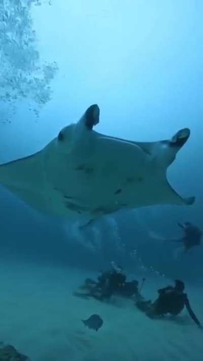 🔥Giant Oceanic Manta Rays can have a wingspan of almost 30 ft. Truly one of the most majestic creatures of the ocean