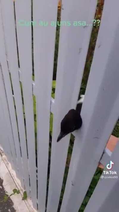 This fence that traps these poor magpies in it