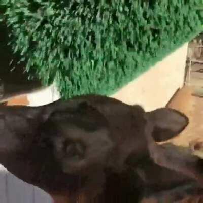 Baby Rose loving the brush at Farm Animal Refuge