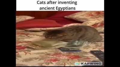 cats are spiritual beings