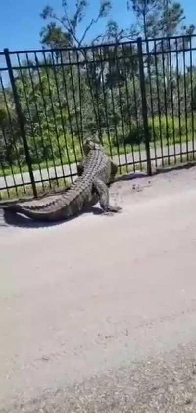 The sheer strength of this alligator