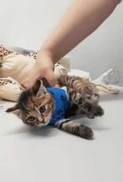 Cat encountered an error: vet testing chest bandage