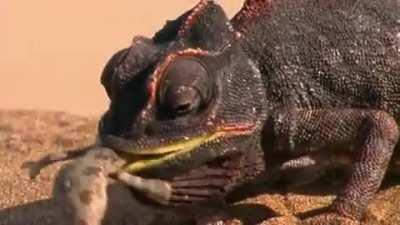 Don't flex on me kid