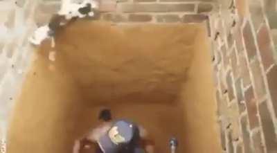 Cat, disbeliever of gravity & conducts tomfoolery with mortals