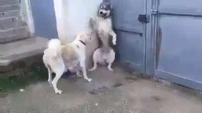 Mom Dog scolding Dad for threatening children unnecessarily