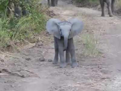 Bebê elefante tentando intimidar fotógrafos