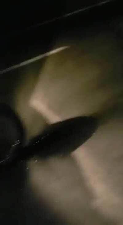 Nossos conterrâneos mostrando toda inteligência brasileira pros gringos