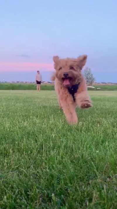 My dog running into the camera