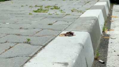 Snail walkover crush