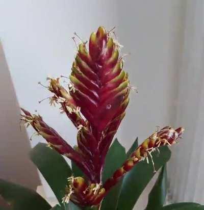 I captured my flaming sword bromeliad blooming over the course of a few weeks