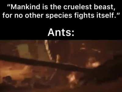 Ants are metal