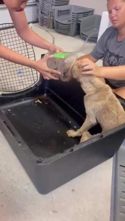 Good people team up to save a dog with her head trapped in a plastic jar