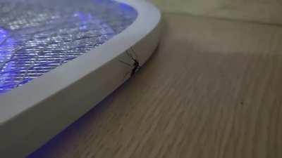 Mosquito decides to end his life... Goobye :)