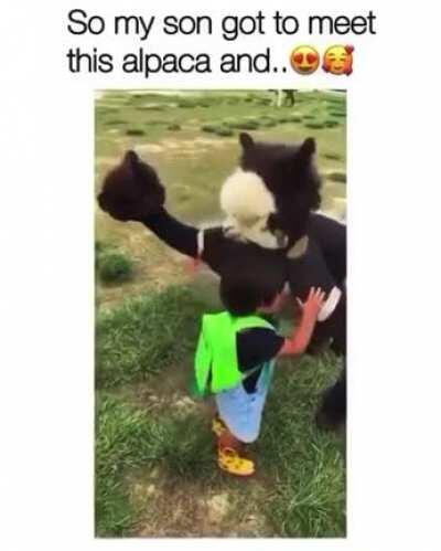 Animals are the best