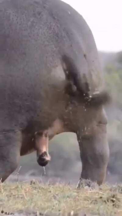 Ever wonder how do hippos wash their butt?