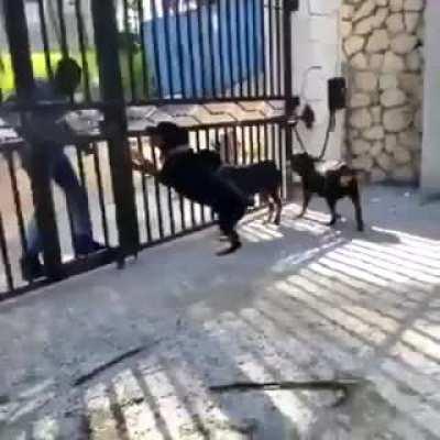 Who let the dogs out?