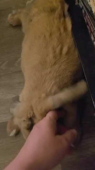 Sweet bun constantly bites my toes, but shows no other signs of aggression whatsoever. Is she unhappy? Help me, Bunlovers of r/Rabbits! You're my only hop!