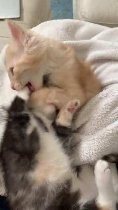 When one wants to wrestle and the other just wants to nap