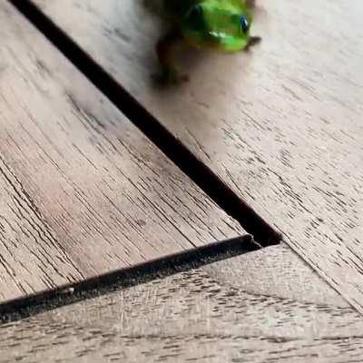 A green gecko making a quick stop to say hello