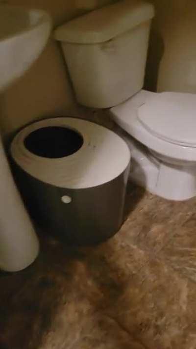 Didgeridoo has a new favorite toy, a red potato