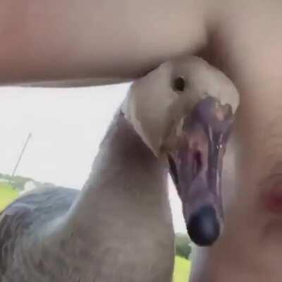 Duck nips and nip