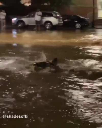 Couple gets swept away during an attempted rescue during minor flooding in Alexandria, Virginia.