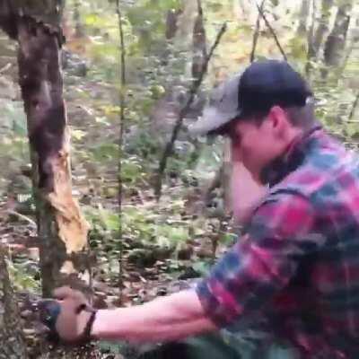 Don't get between Madison Cawthorn's fists and a rotten tree