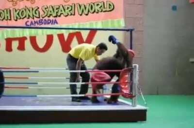 evangelion fans fighting over which mentally ill 14 year old girl is hotter