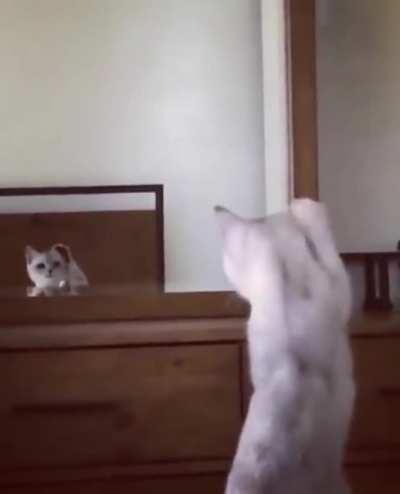 Katze realisiert dass sie Ohren hat