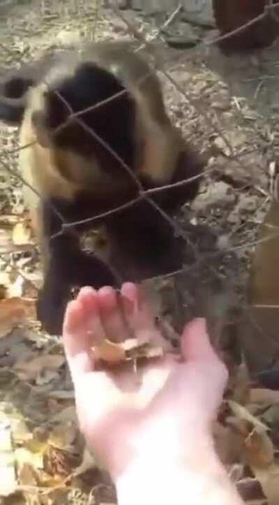 Monkey teaches human to crunch leaves.