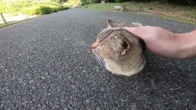 Stray cats that show no limbs are too cute