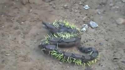 Trying to eat a porcupine goes wrong