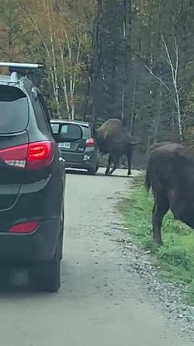 WCGW if I leave my car window down where there are buffalos outside.
