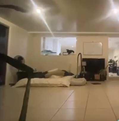 Hide & seek with the dog