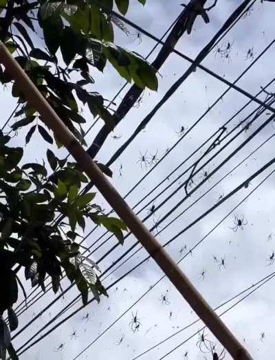 What’s worse than a box of spiders?