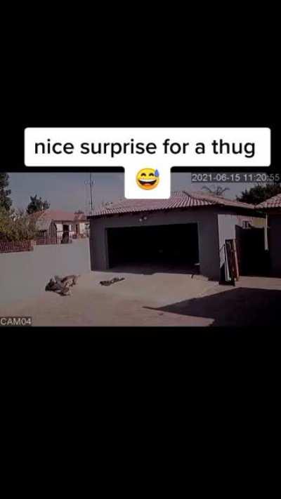 nice surprise for a thug
