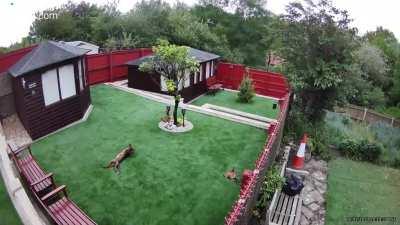 Cat software running on Dog Hardware.