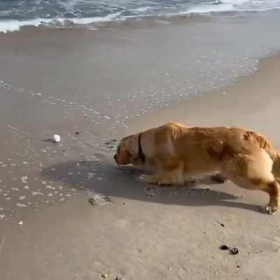 Good boy steals back his ball from the ocean