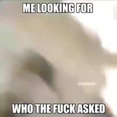 Me looking for wtf asked