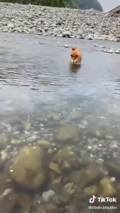 Golden retrievers with golden hearts