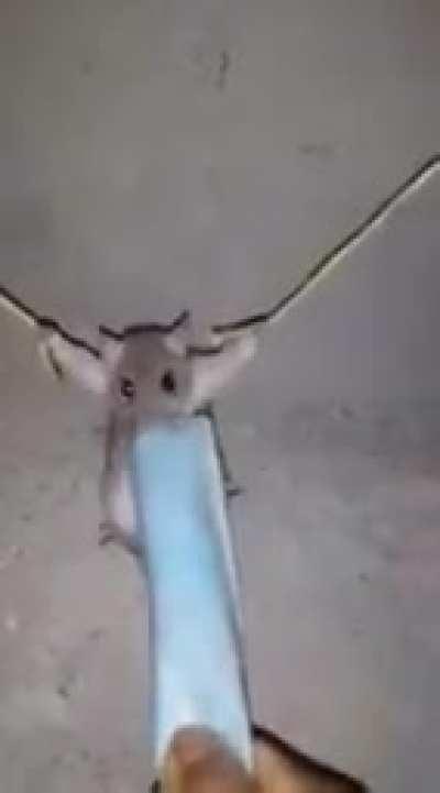 Hijuedelaperra donde es la mortadela 😡