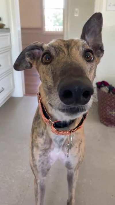 Only Stan Stan’s second day in his new home but will chatter for chimken. 😂