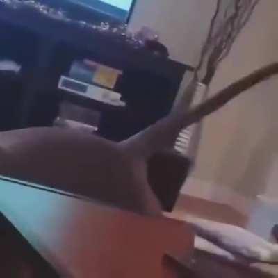 Happiest dog to be kissed by a cat