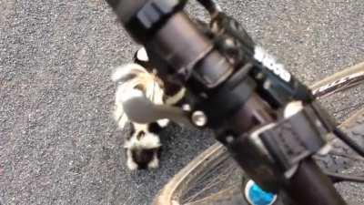 OK Who knew skunks sound like MUPPETS?