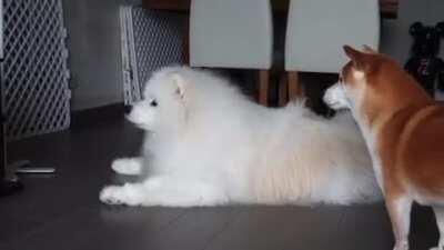 The Shiba Inu's voice