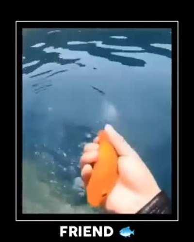 Frend 🐟