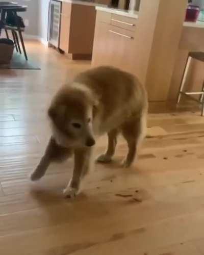 This is Baker. He dances when it’s dinner time.